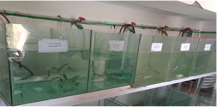 fish